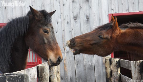 Horse biting