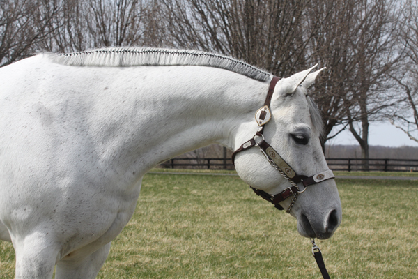 Braiding and Banding: How-To’s for Young Riders to Improve Their Skills